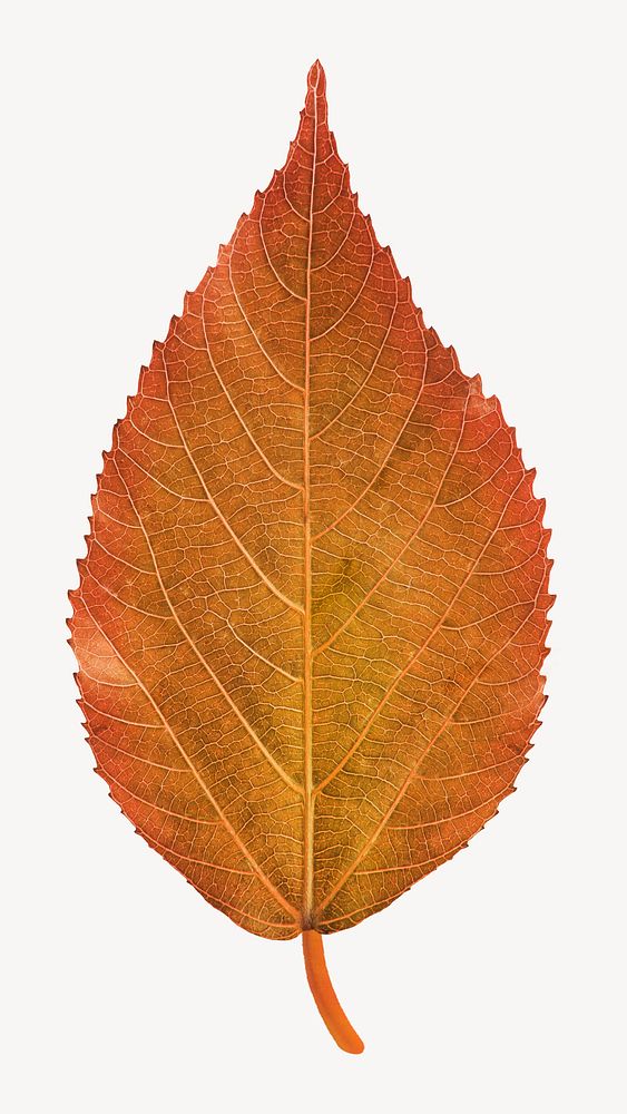 Autumn leaf sticker, orange plant psd