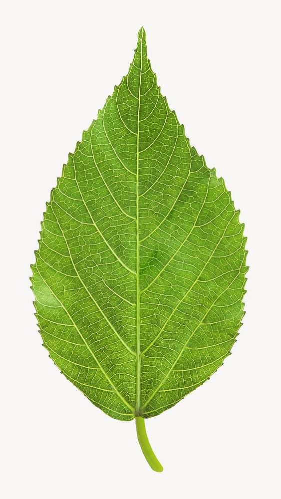 Green leaf sticker, isolated plant image psd