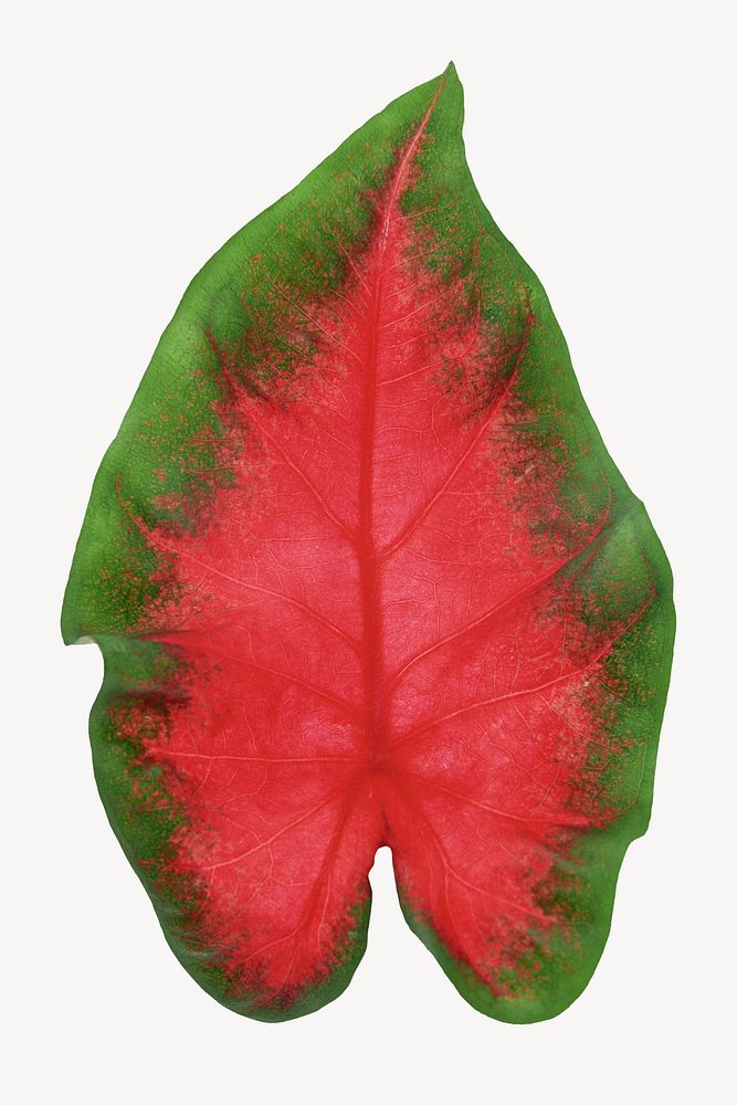 Heart of Jesus leaf, plant sticker, isolated botanical image psd