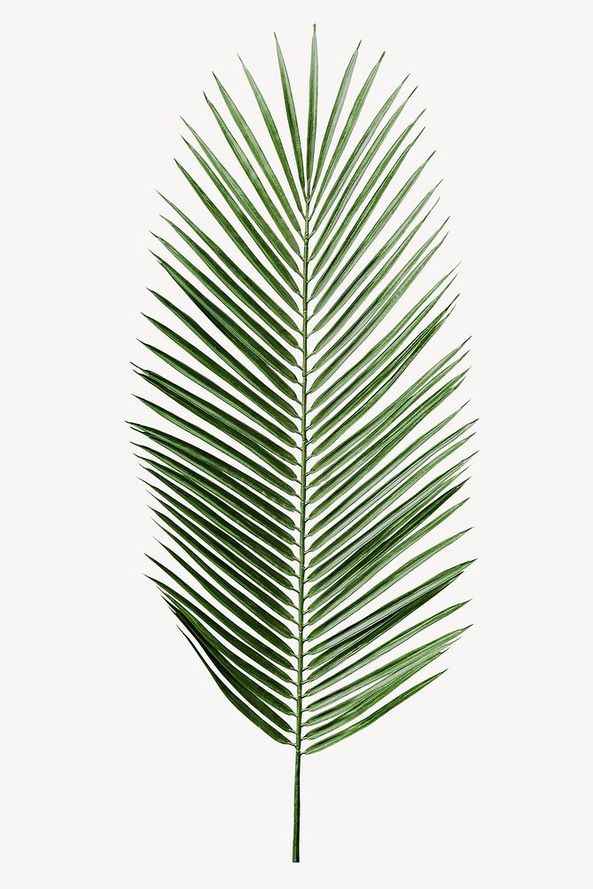 Coconut palm leaf sticker, tropical plant image psd