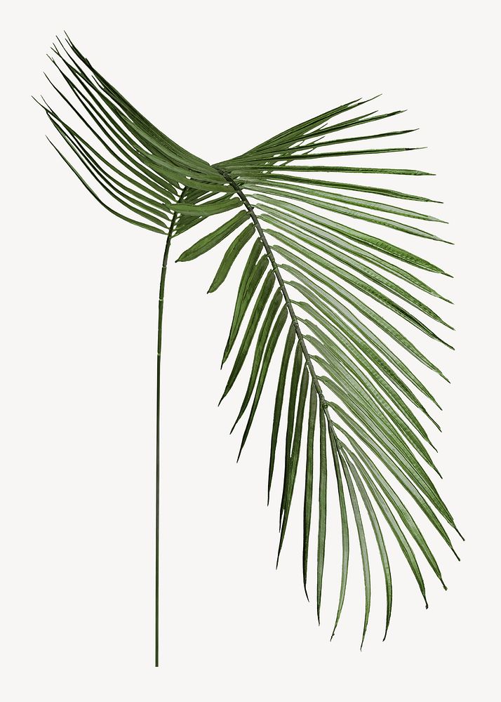 Areca palm leaf sticker, tropical plant image psd