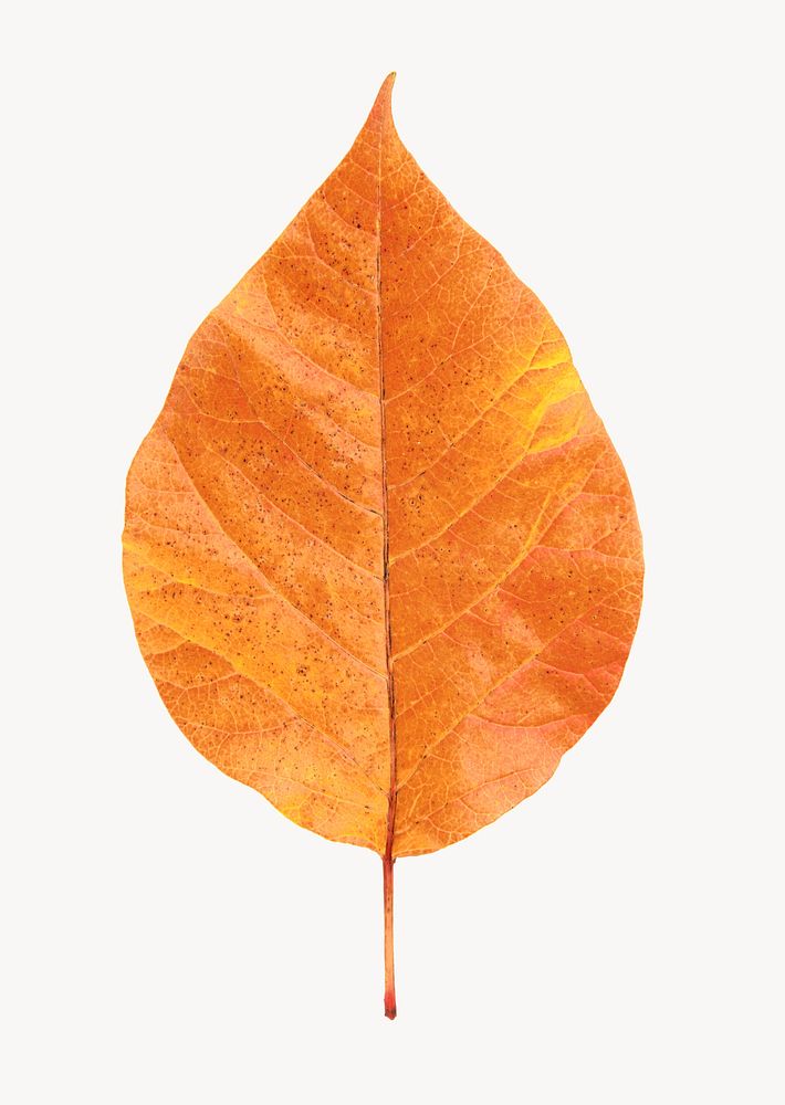 Autumn leaf, Fall aesthetic isolated plant image