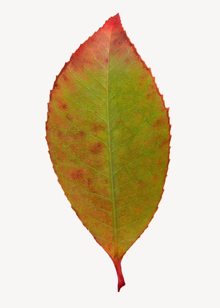 Autumn leaf sticker, collage, orange plant psd