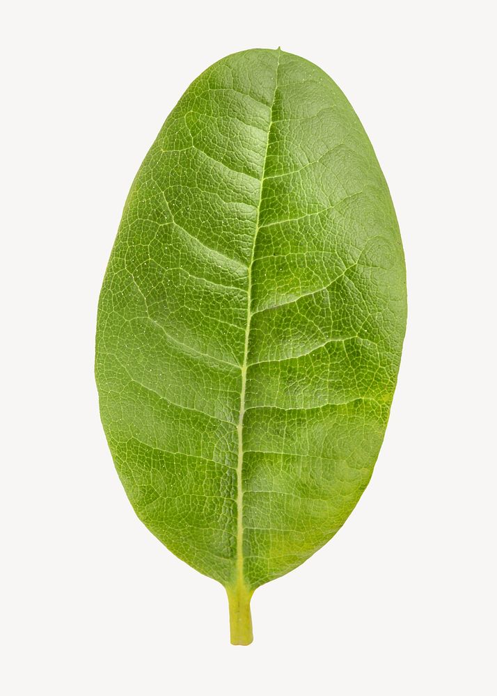Ficus leaf, plant sticker, isolated botanical image psd
