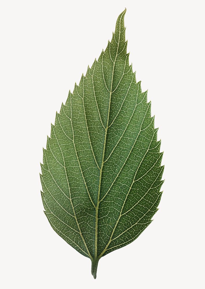 Green common leaf, isolated plant image