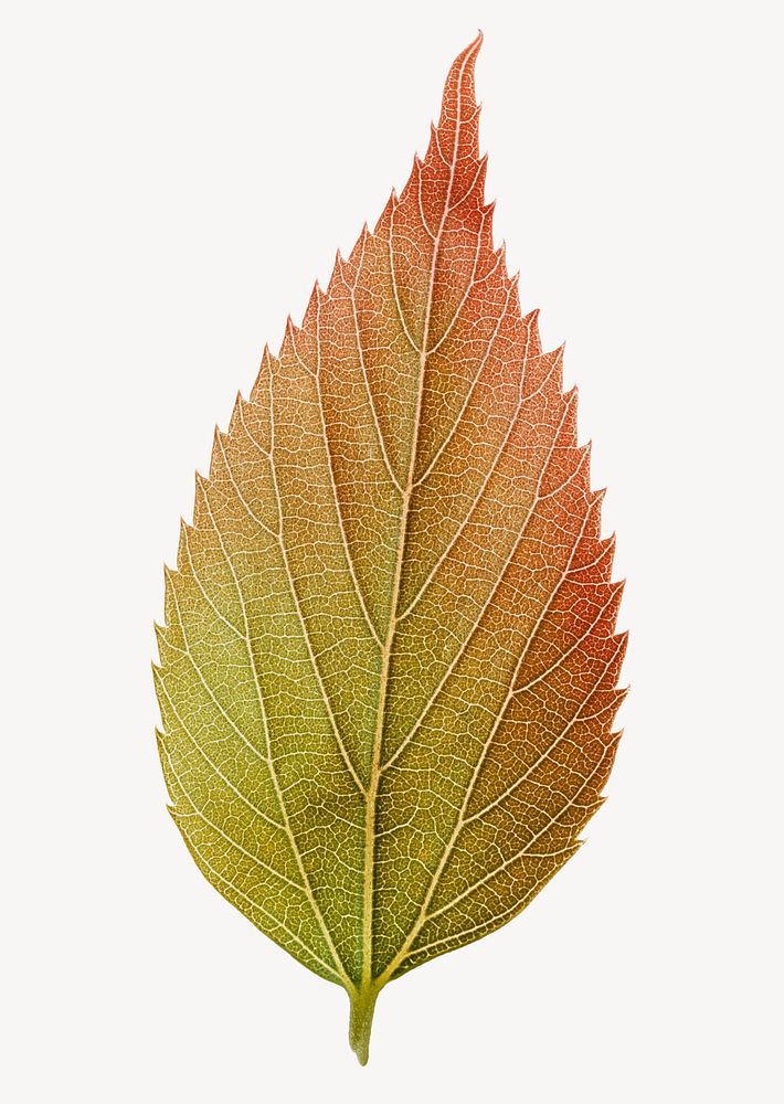 Autumn leaf sticker, collage, orange plant psd