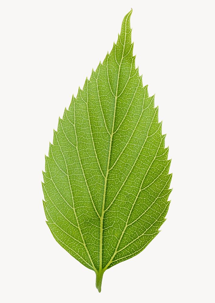 Green common leaf, isolated plant image