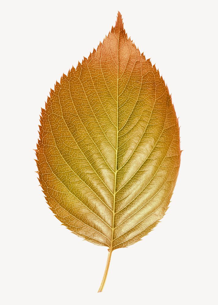 Autumn perilla leaf, aesthetic plant