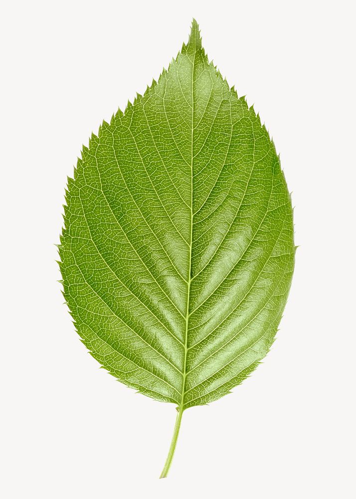 Perilla leaf, plant sticker, isolated botanical image psd