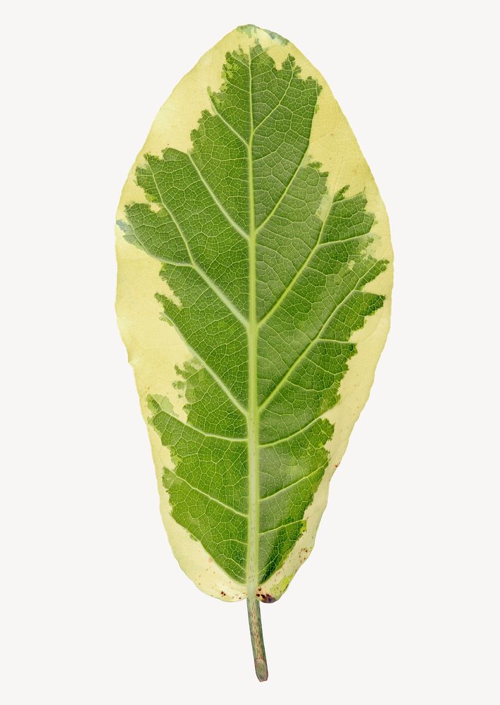 Croton leaf sticker, isolated botanical image psd