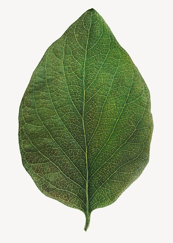 Coca leaf, plant, isolated botanical image