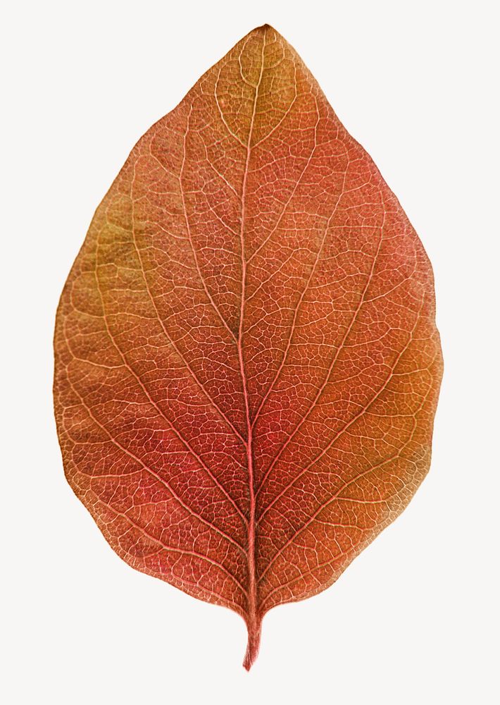 Autumn leaf png sticker, collage, orange plant psd