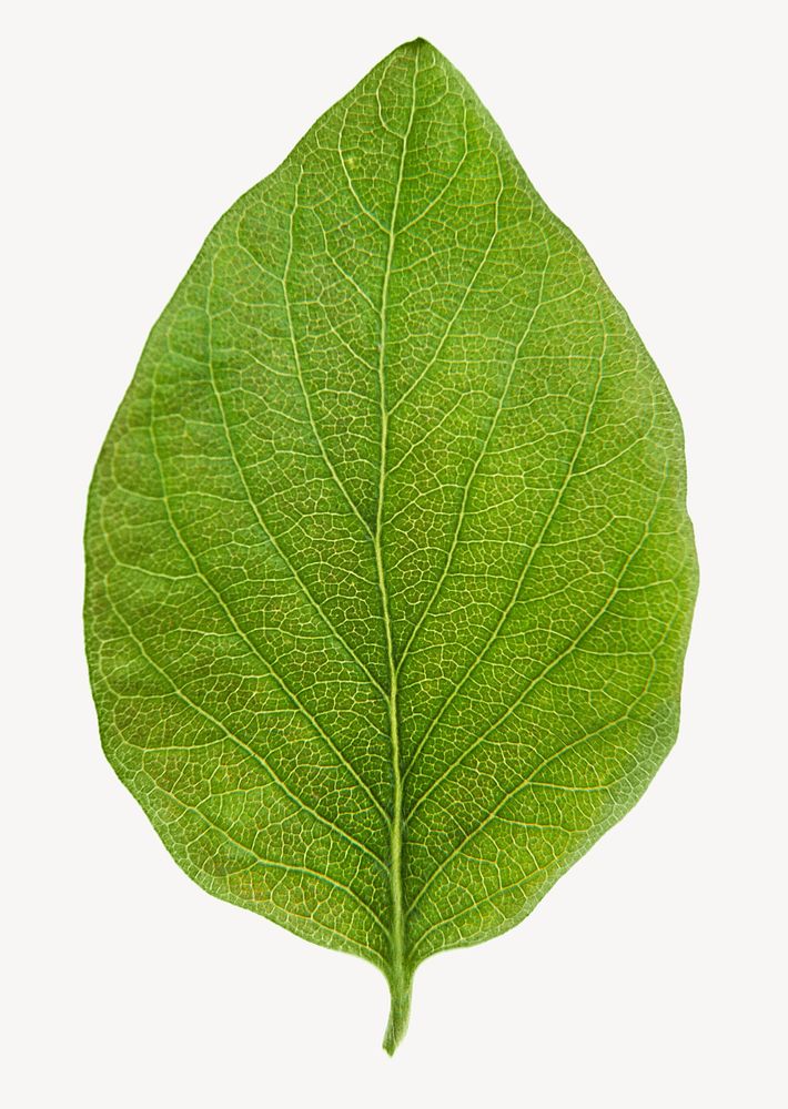 Coca leaf, plant sticker, isolated botanical image psd