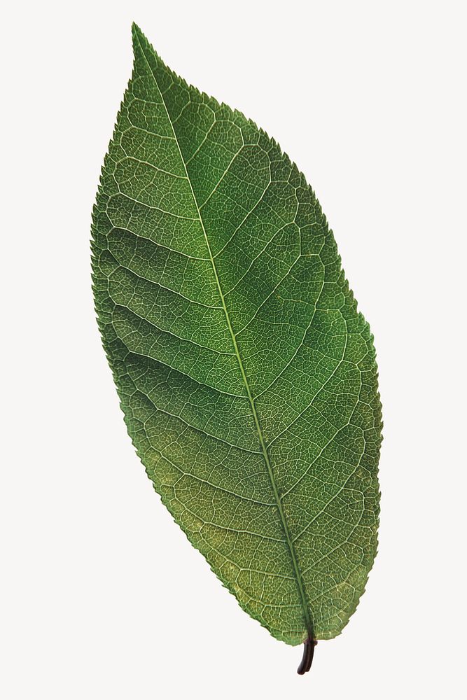 Buckthorns leaf, plant, isolated botanical image