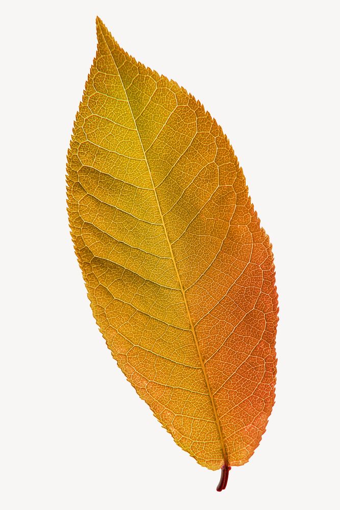 Autumn leaf sticker, Ephemera collage, orange plant psd