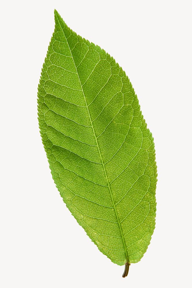 Buckthorns leaf, plant sticker, isolated botanical image psd