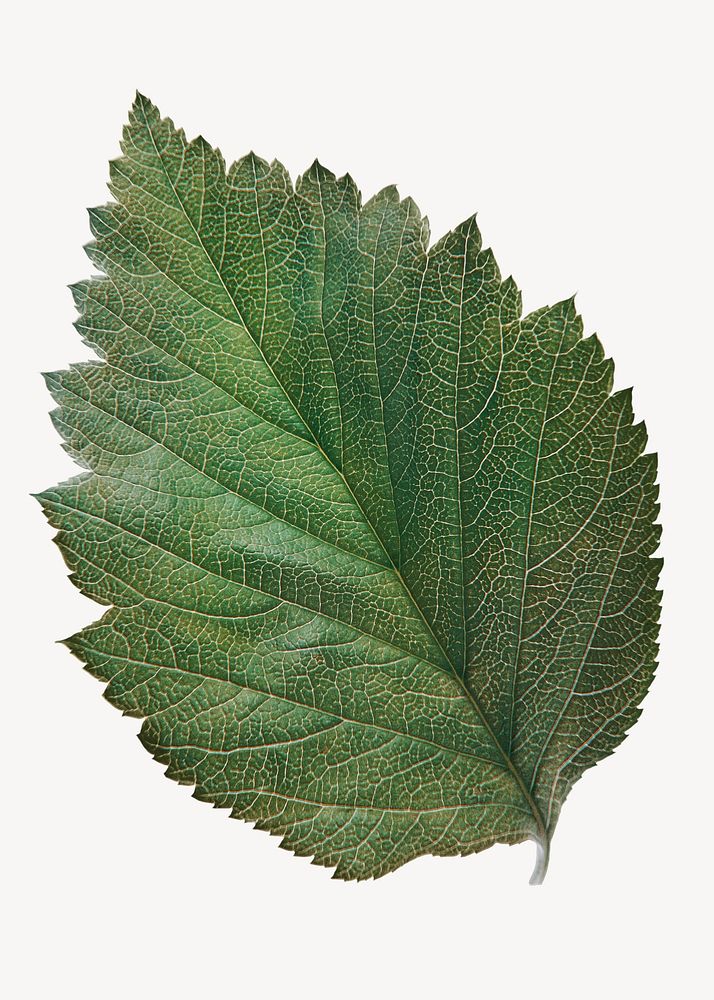 Hibiscus leaf, plant, isolated botanical image