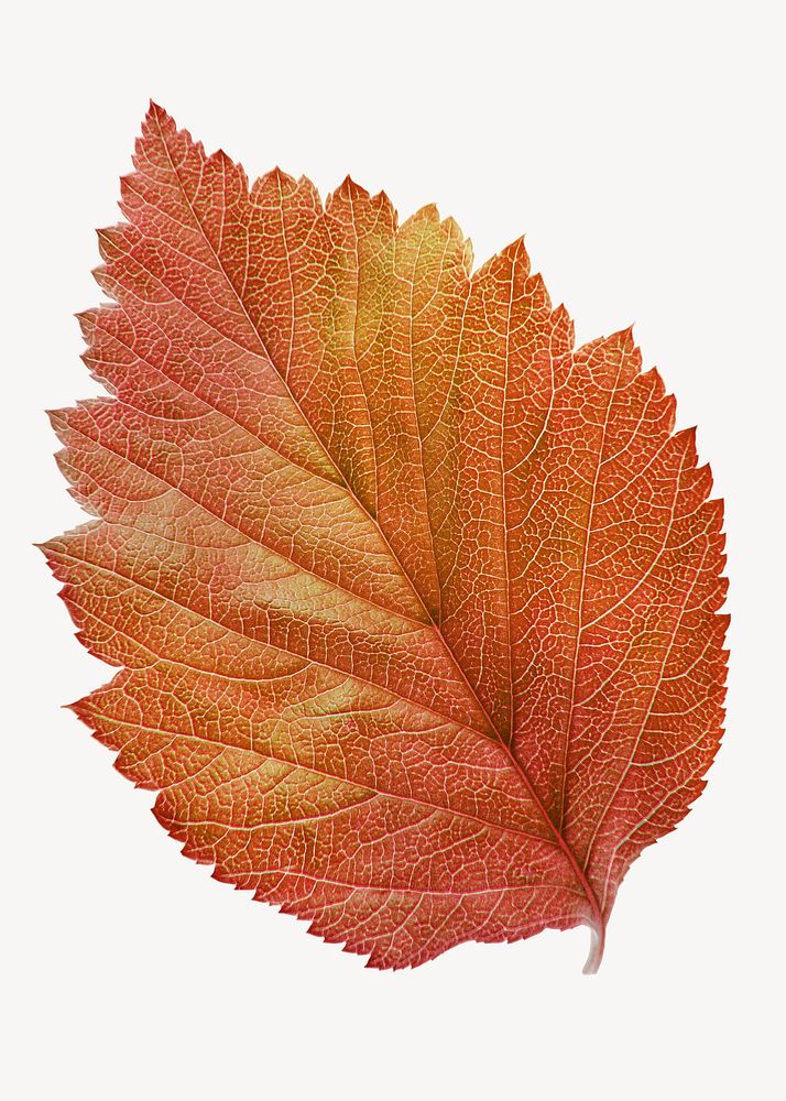 Autumn hibiscus leaf, aesthetic plant