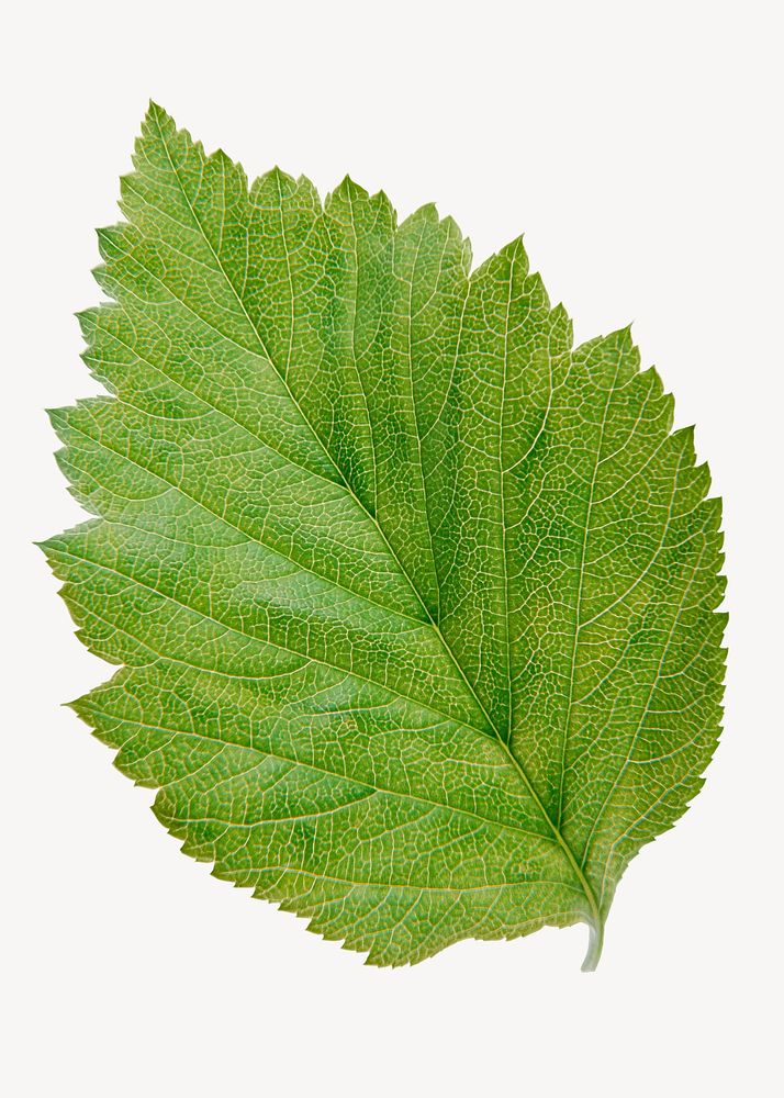 Hibiscus leaf, plant sticker, isolated botanical image psd