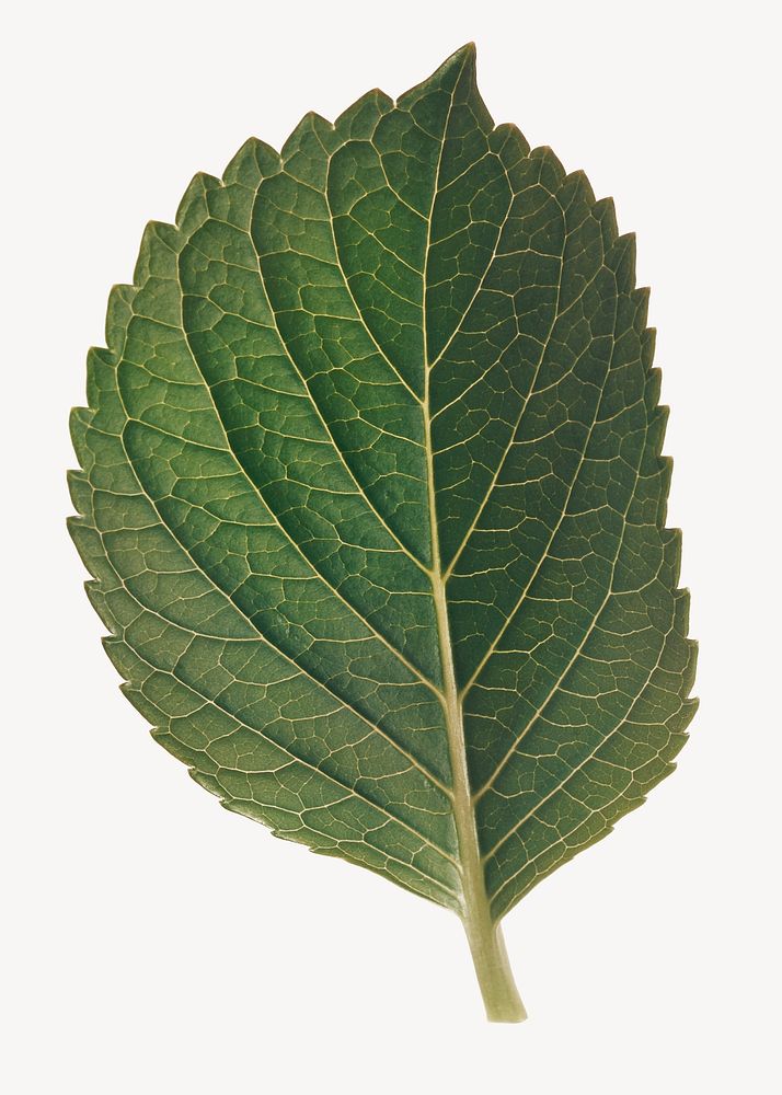 Perilla leaf, plant, isolated botanical image