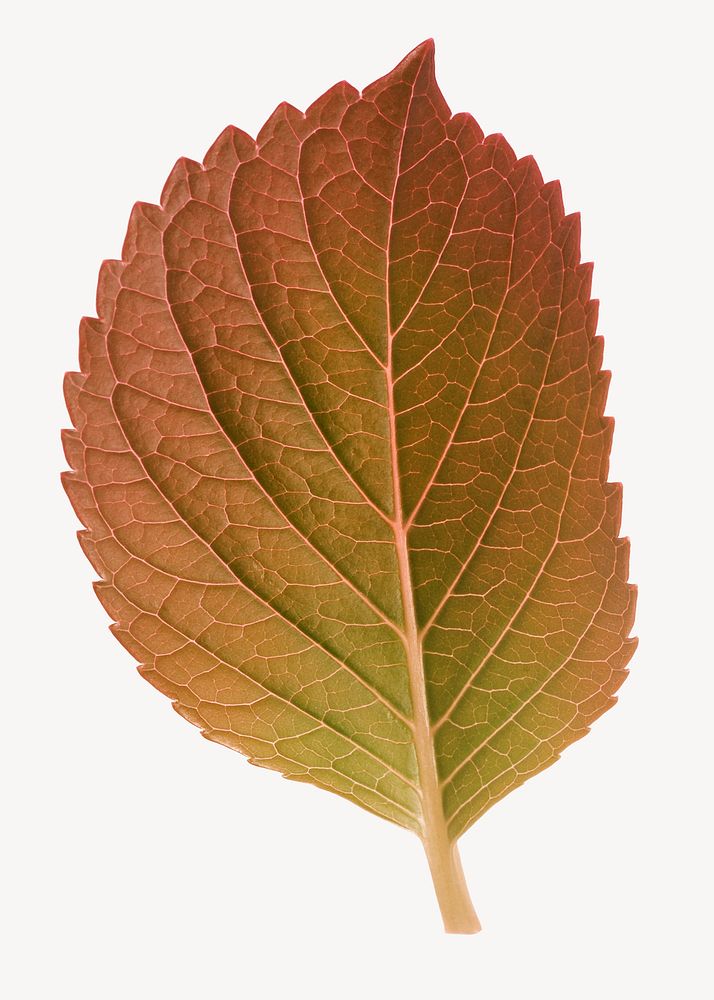Autumn perilla leaf sticker, aesthetic psd