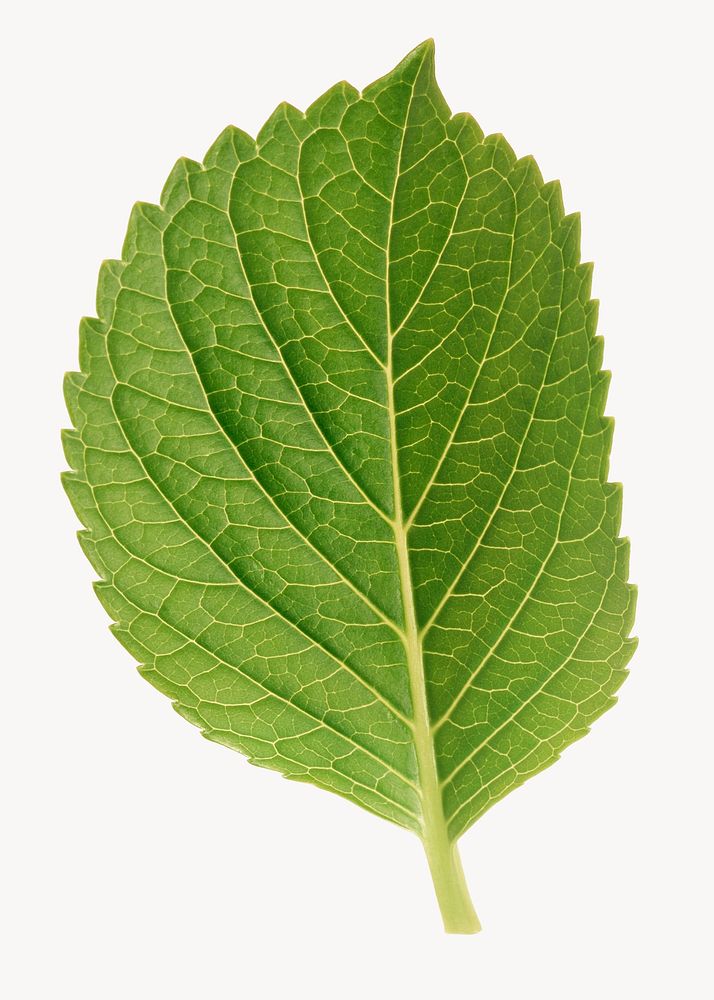 Perilla leaf, isolated botanical image