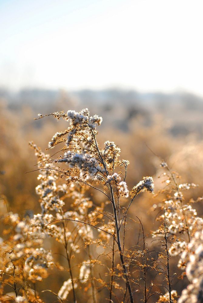 Long branches covered with white flowers in a golden field in Columbus. Original public domain image from Wikimedia Commons