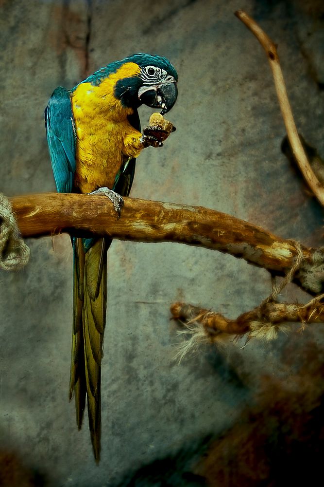 Blue & yellow parrot eating on branch. Original public domain image from Wikimedia Commons