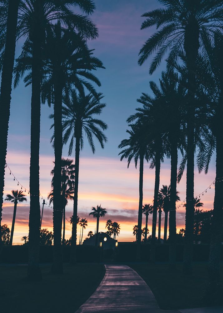 Palm tree alley during sunset.Original public domain image from Wikimedia Commons