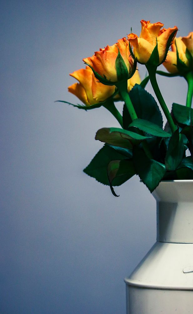 Yellow roses in white vase. Original public domain image from Wikimedia Commons