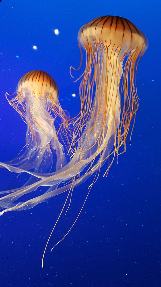 Two long jellyfish in the water. Original public domain image from Wikimedia Commons