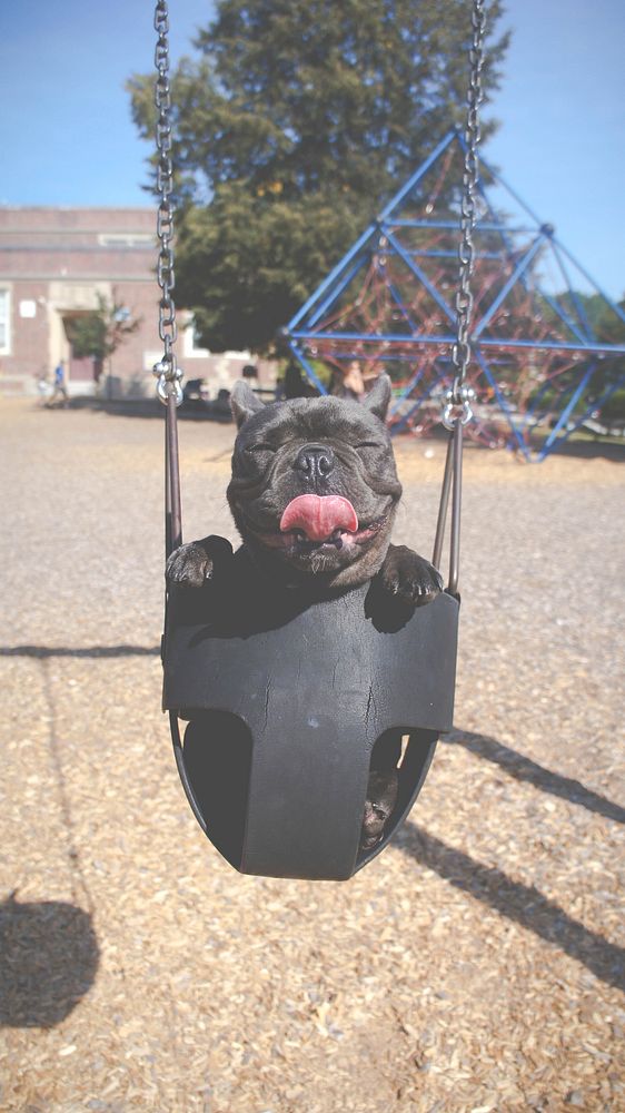 Puppy sways in a child seat on a swing set. Original public domain image from Wikimedia Commons
