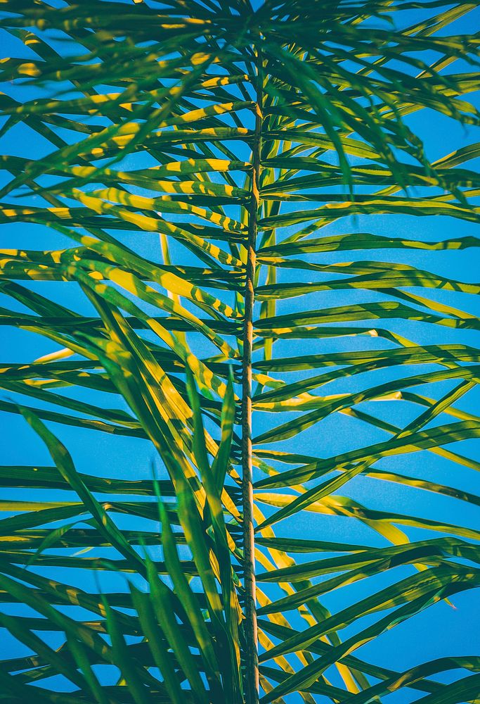Palm tree leaf with blue background. Original public domain image from Wikimedia Commons