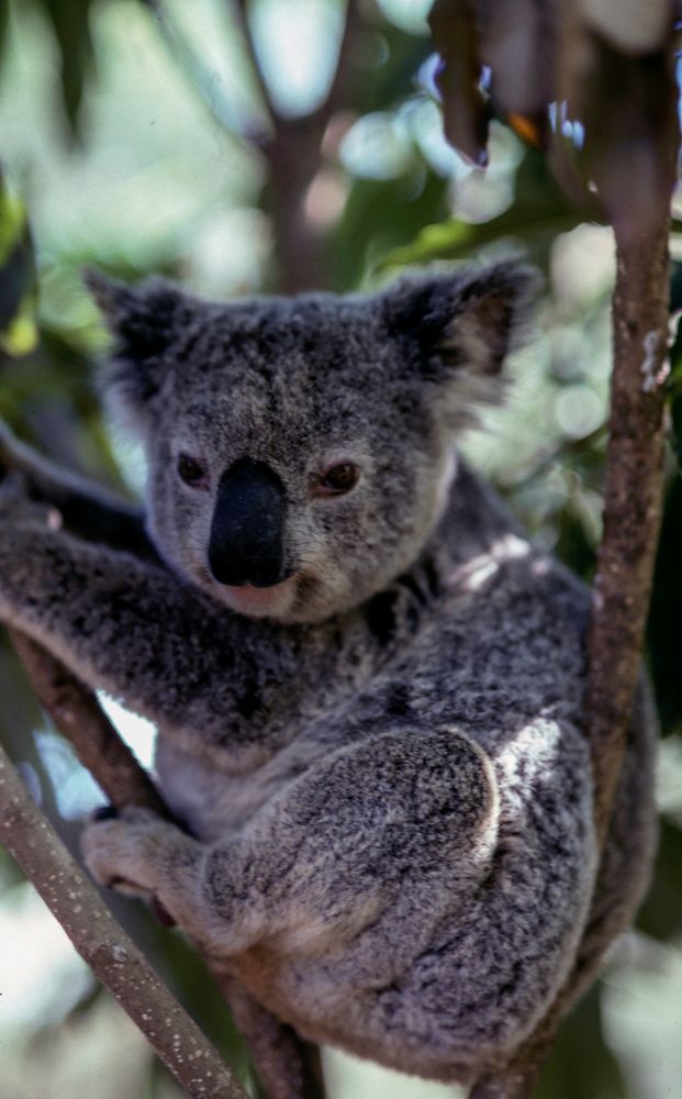 Koala bear sitting in branches relaxing in the sunlight. Original public domain image from Wikimedia Commons