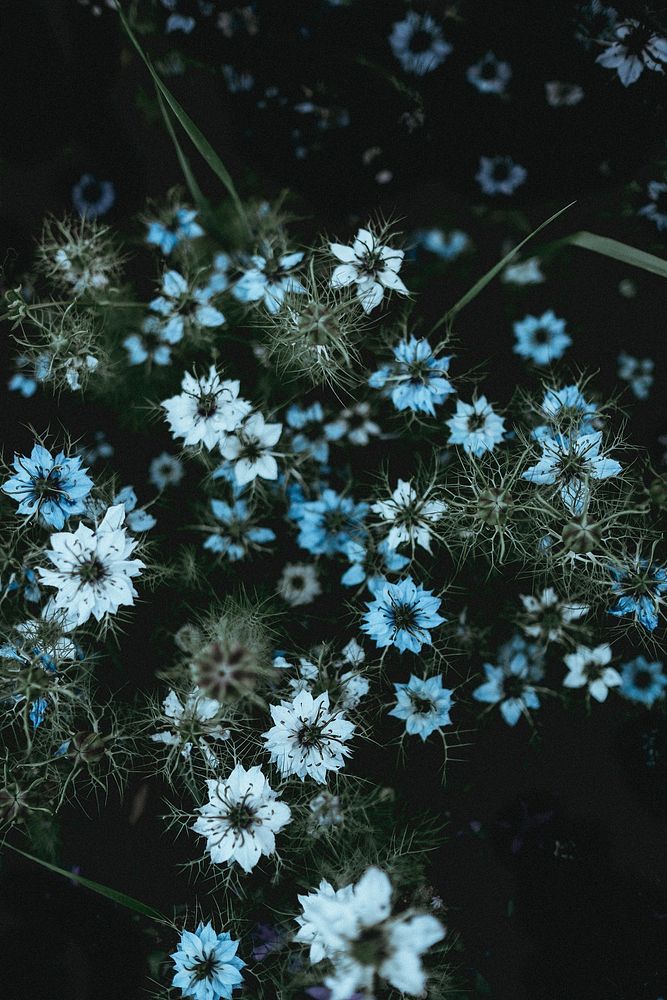 Light blue flower background. Original public domain image from Wikimedia Commons