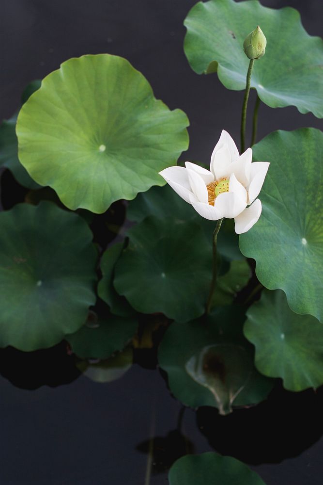 A white water lily on a tall stem above large green lily pads. Original public domain image from Wikimedia Commons
