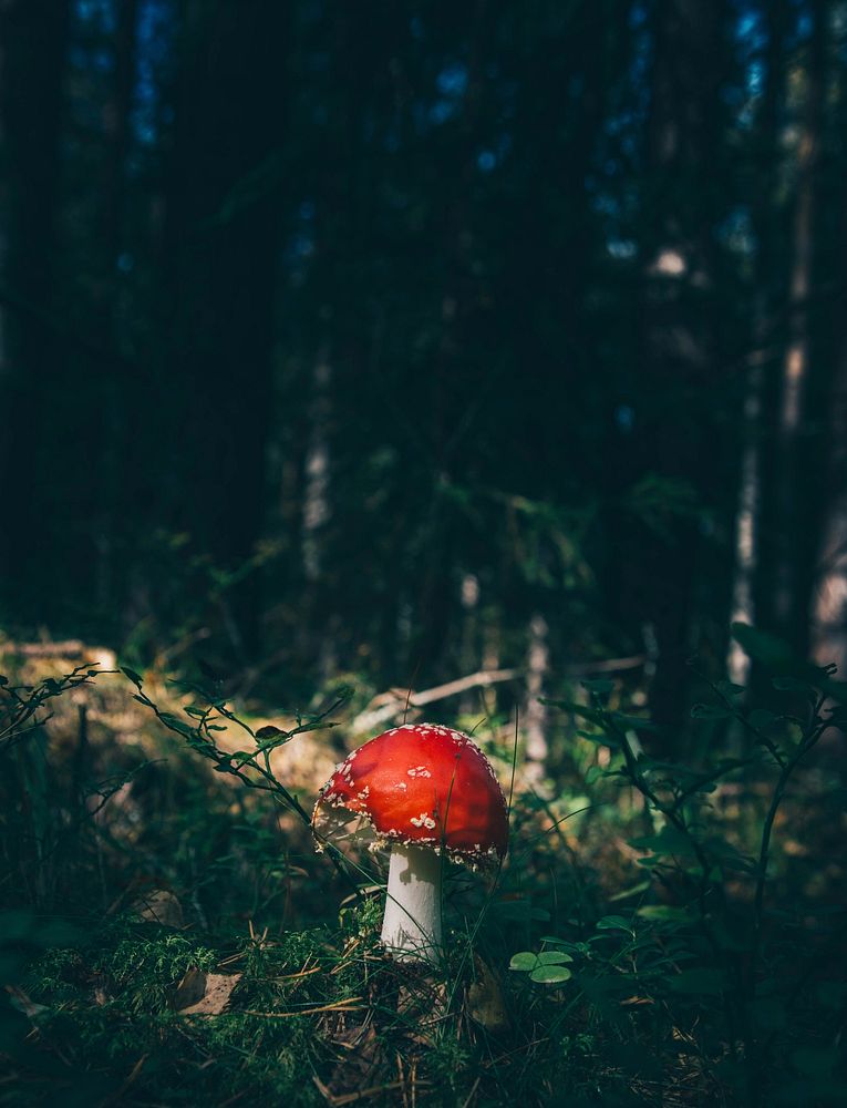 A bright red toadstool on the forest floor. Original public domain image from Wikimedia Commons