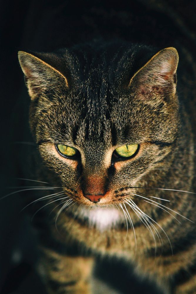 Close-up of a green-eyed tabby cat with long whiskers. Original public domain image from Wikimedia Commons