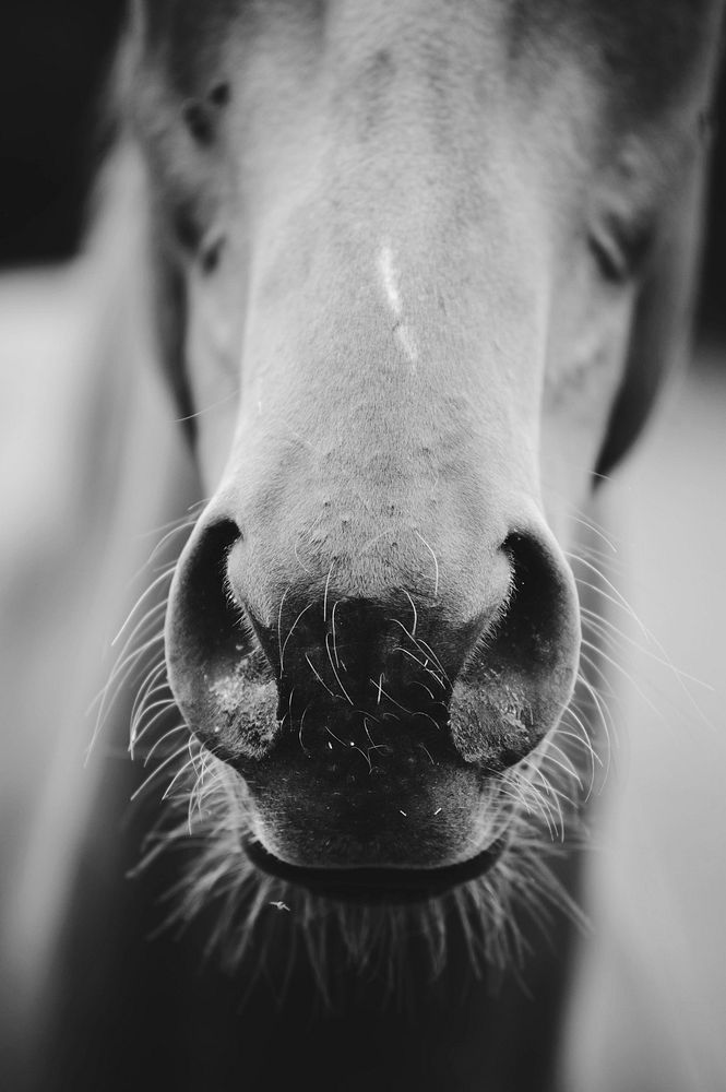 A black-and-white shot of a horse's nuzzle. Original public domain image from Wikimedia Commons