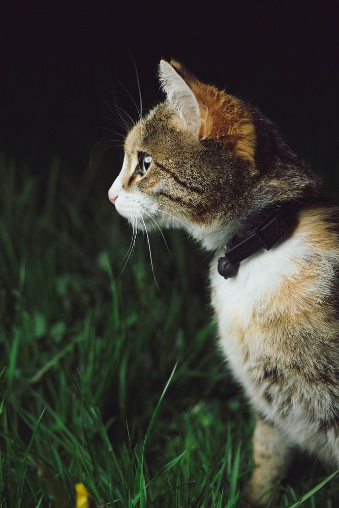 Side view of a cat in a black collar walking on green grass. Original public domain image from Wikimedia Commons