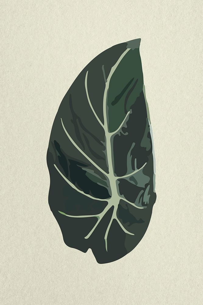 Leaf image psd, Black Belvet Alocasia plant