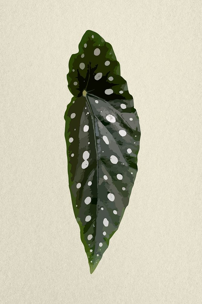Leaf image psd, green Polkadot begonia plant
