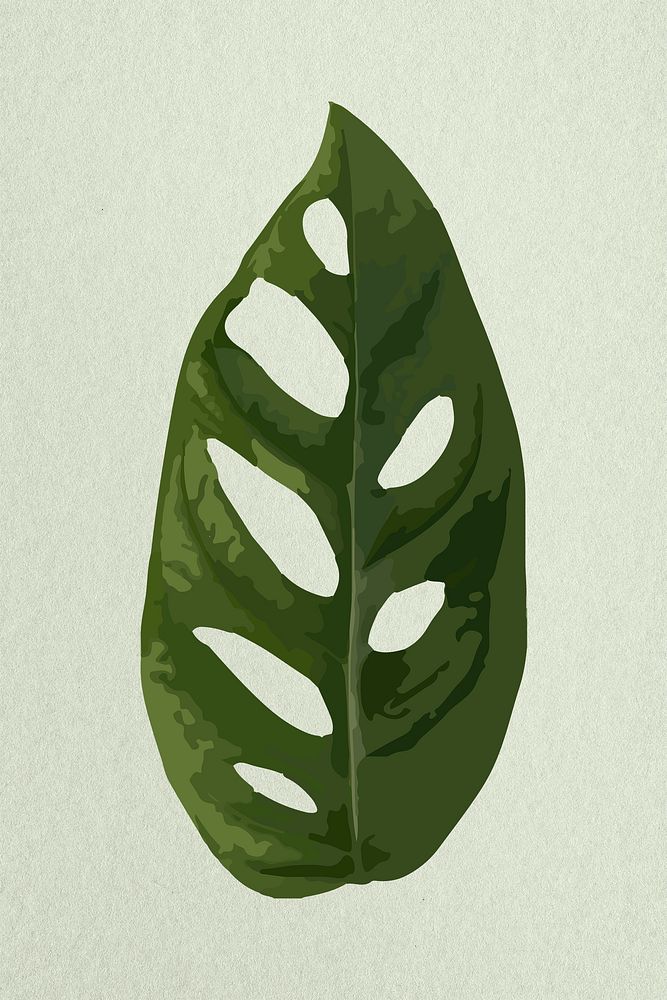 Leaf image psd, green Swiss cheese plant