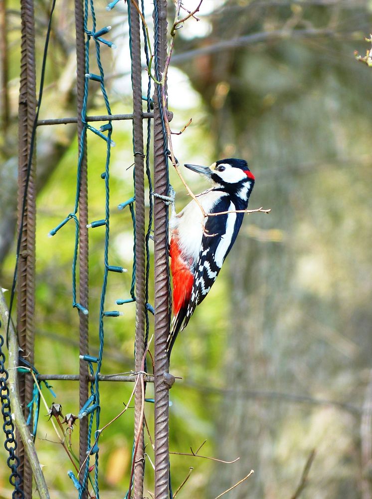 Great spotted woodpecker. Original public domain image from Wikimedia Commons