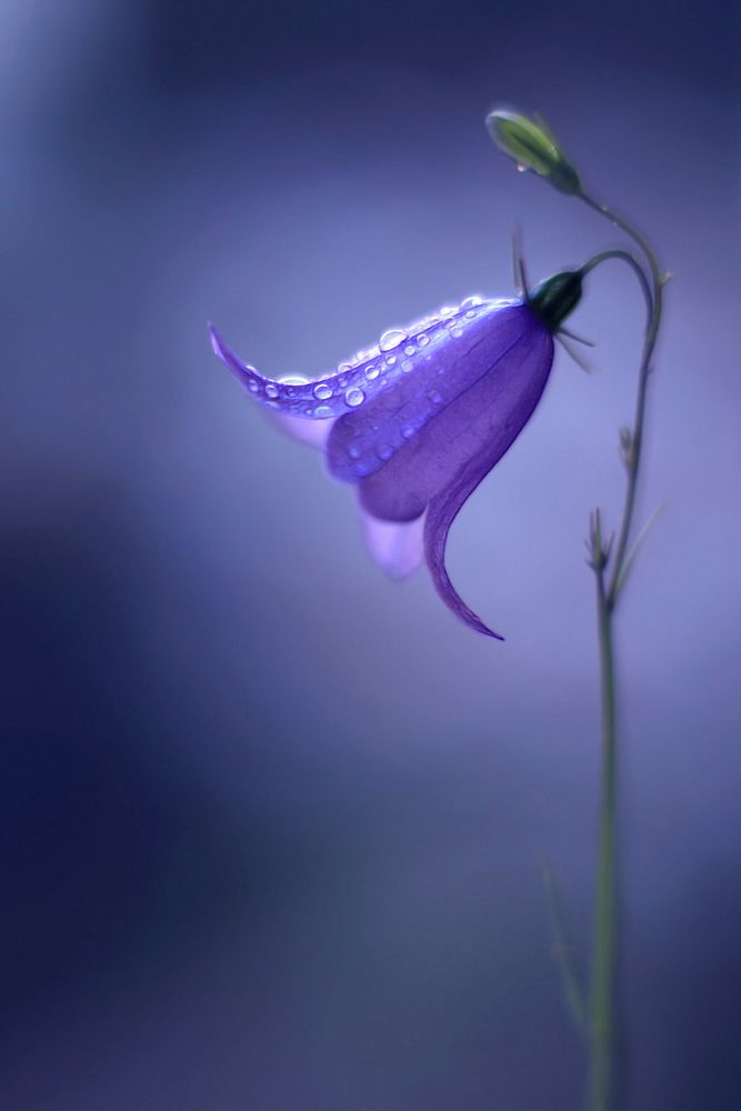 Purple bellflower. Original public domain image from Wikimedia Commons