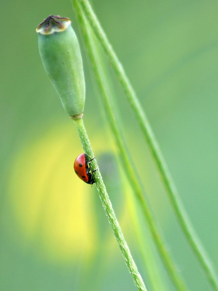 Micro Nature. Original public domain image from Wikimedia Commons