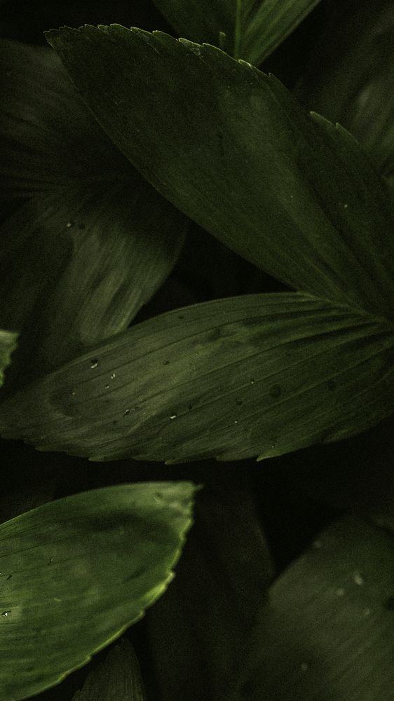 Dark tropical phone wallpaper, leaf background in high resolution