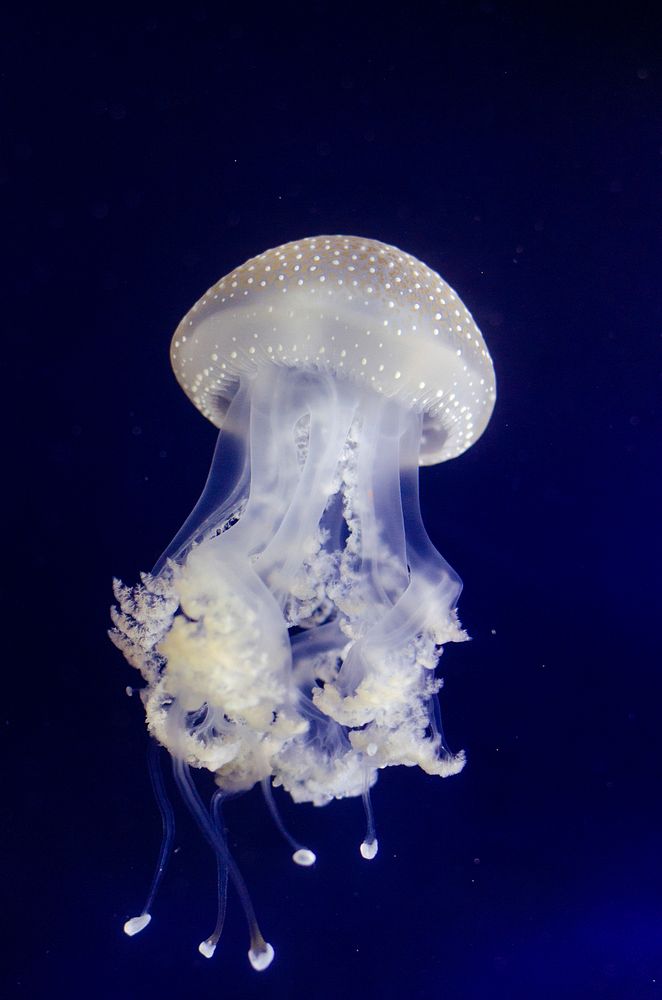 Free jelly fish image, public domain animal CC0 photo.