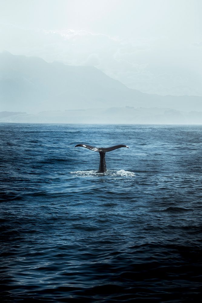 Whale watching in Kaikoura, New Zealand