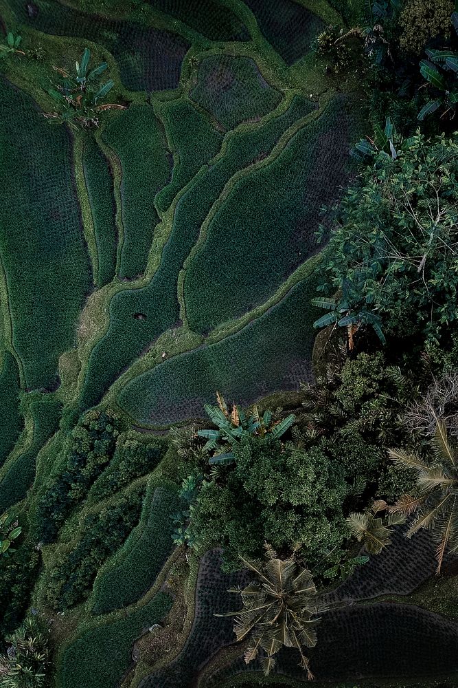 Aerial view of hanging rice fields in Indonesia
